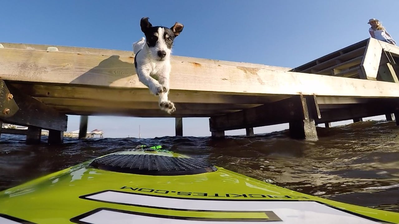 EPIC DOG KITING VIDEO ACTION VIDEOS EPIC KITES KITEBOARDING