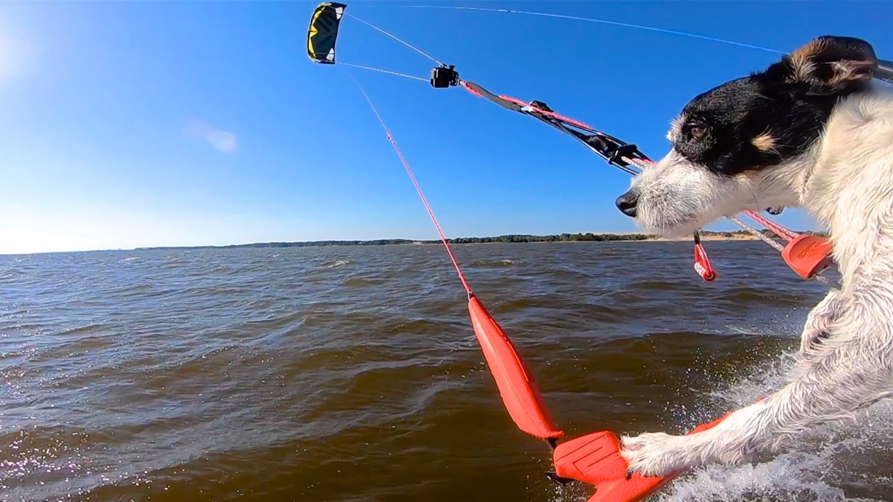 THE KITESURFING DOG VIDEO ACTION VIDEOS EPIC KITES KITEBOARDING